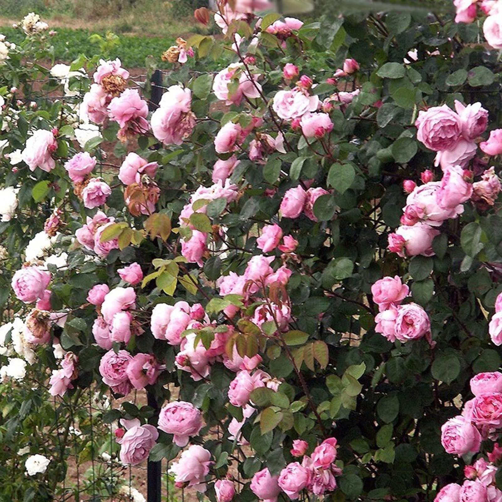 Haloppe 150 stks rozen bloemen planten zaden voor thuis tuin planten, rozenzaad rustieke mix kleur plantenzaad voor balkon Roze
