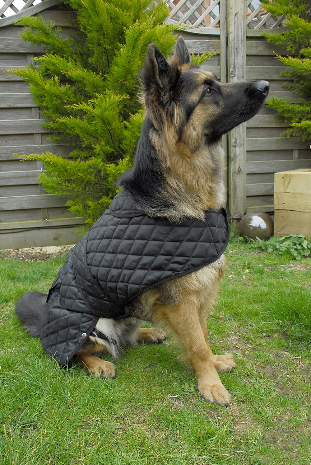 Manteau pour chien imperméable Rhinegold Balmoral XL 60 cm chaud et isolant