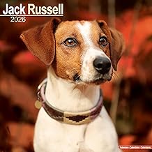 Jack Russell 2026 Calendar | Square Wall Calendar | Dog Breed Gift | Plastic Free Packaging | by Avonside Publishing