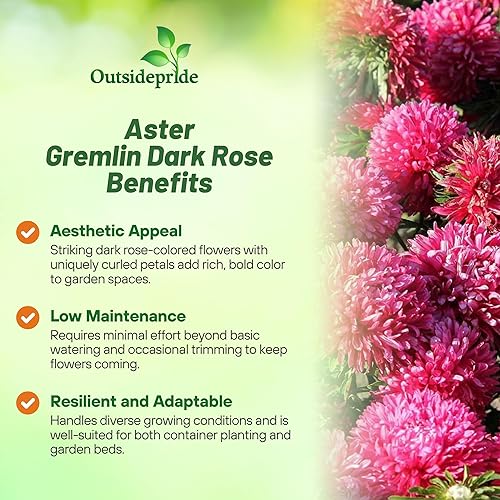 Miniatura 3 de Outsidepride Gremlin Aster Seeds - 1000 unidades. Semillas de flores anuales, resistentes y aptas para polinizadores para plantar flores vibrantes