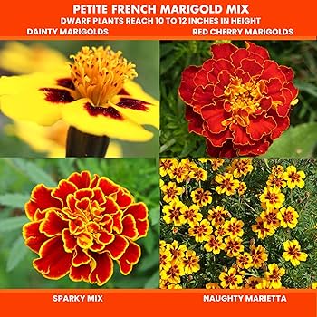 marigoldsさん専用２　1000 Amazon.com : NatureZ Edge Marigold Seeds Mix, Over 5600