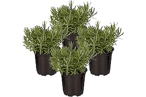 SNAP EBT Eligible Edible Live Lavender Herb Plants (4 Pack, 6"x4" Natural Sleep Aid)