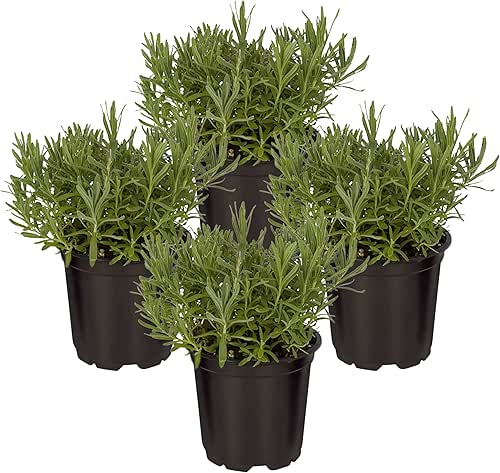 Live Aromatic and Edible Herb - Lavender (4 Per Pack),