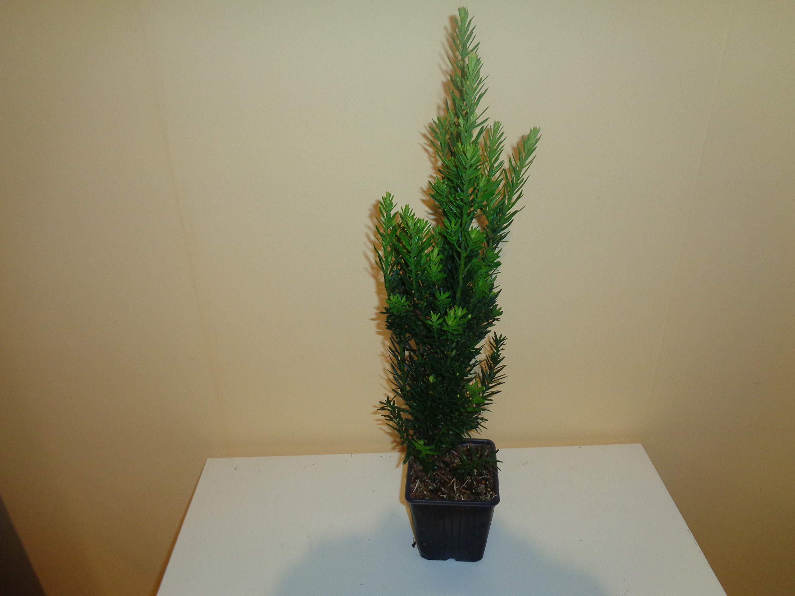 glücksfeder kaufen Glücksfeder | Zamioculcas zamiifolia main image 1