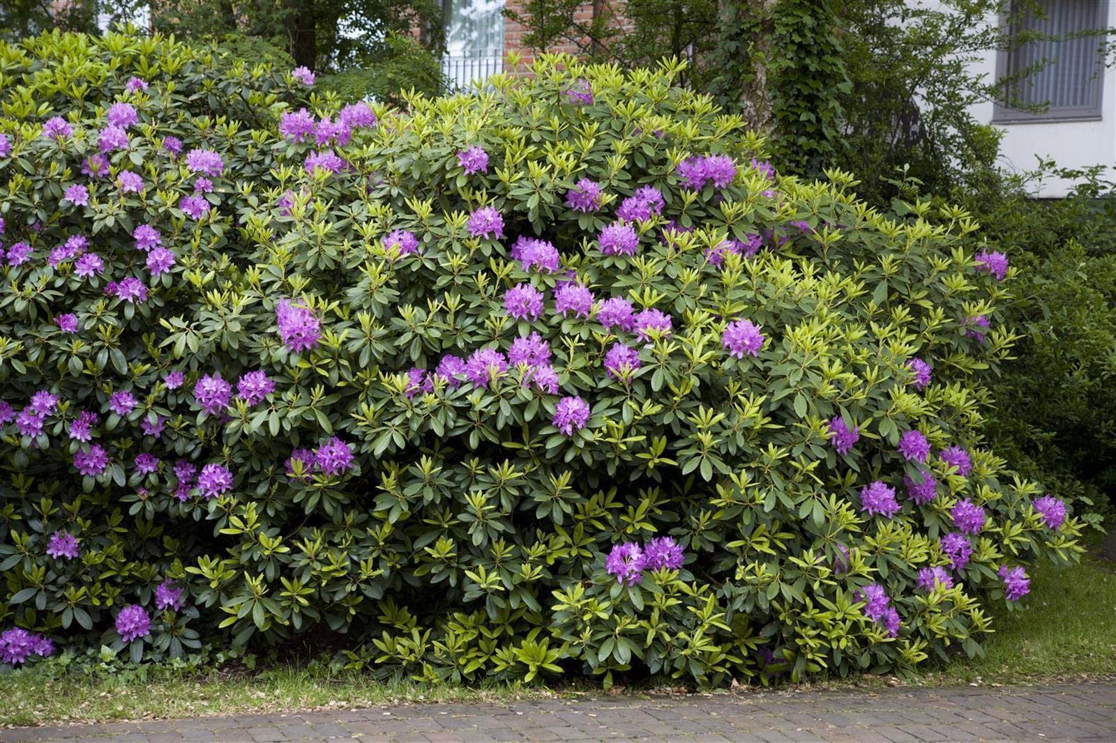 der stechpalme ähnliche pflanze kreuzworträtsel Europäische Stechpalme (Ilex aquifolium) | 60-80 cm mit Wurzelballen main image 0