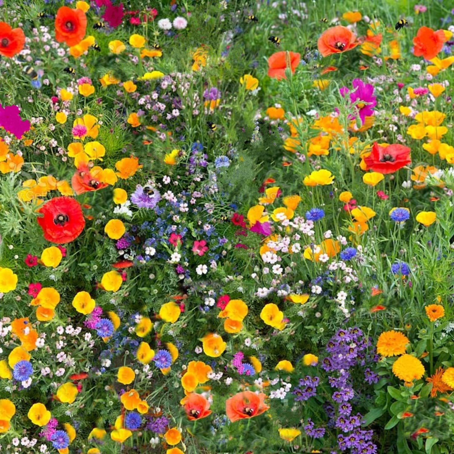 Wild Flower Dwarf Cornflower Seeds Mix More Than 20 Colorful Flowers NO Grass Seed NO FILLERS Pure Native UK (50 g)