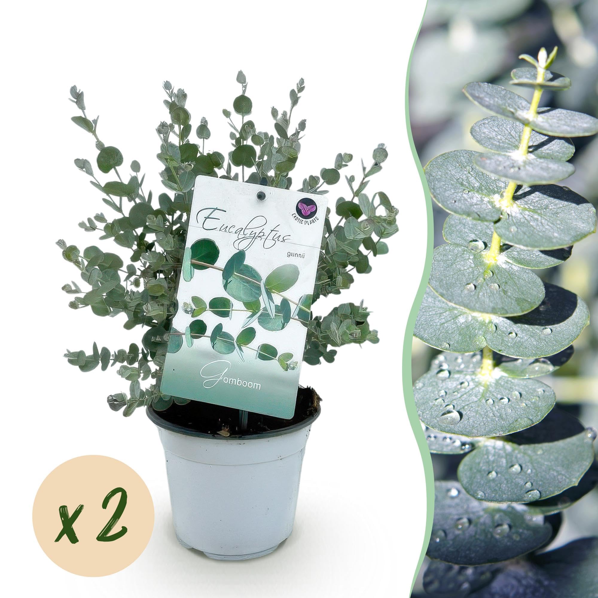 Planta de Eucalipto Gunnii para Terraza, Hojas Gris Azulado, Pack de 2