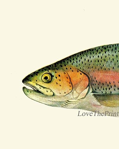 Miniatura 2 de Rainbow Trout Fish Fishing Gift Wall Art Prints set of 3 Prints 8x10 - Unframed - Beautiful River lake Nature Home Room Decor Decoration LoveThePrint