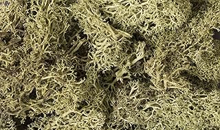 Spring Green Lichen Woodland Scenics