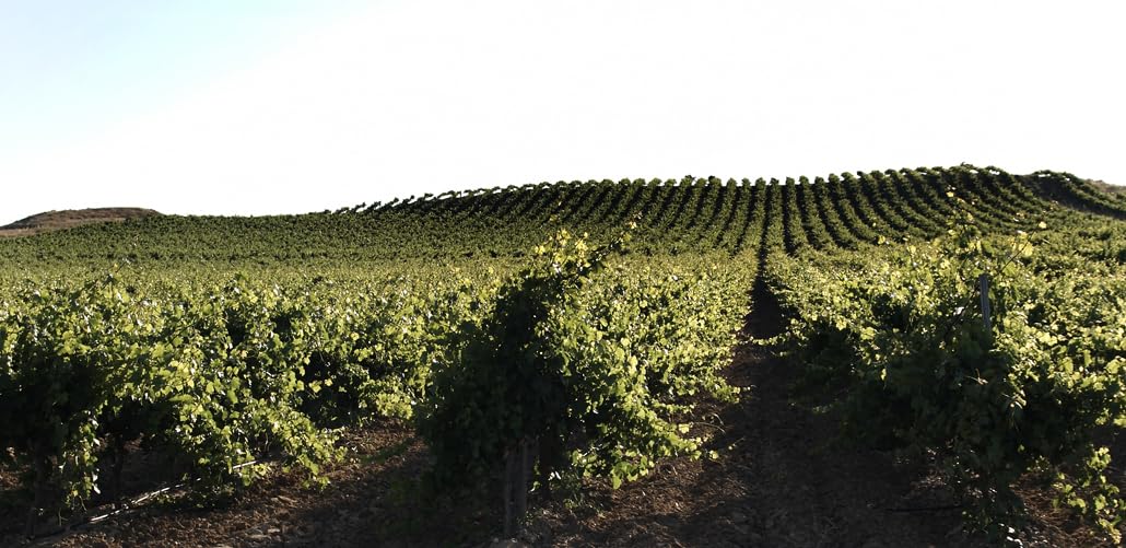Protos Sauvignon Blanc, Vino Blanco D.O. Rueda, Crianza sobre Lías, Estuche 2 Botellas