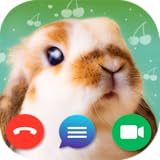 Fake Calls Bunnies
