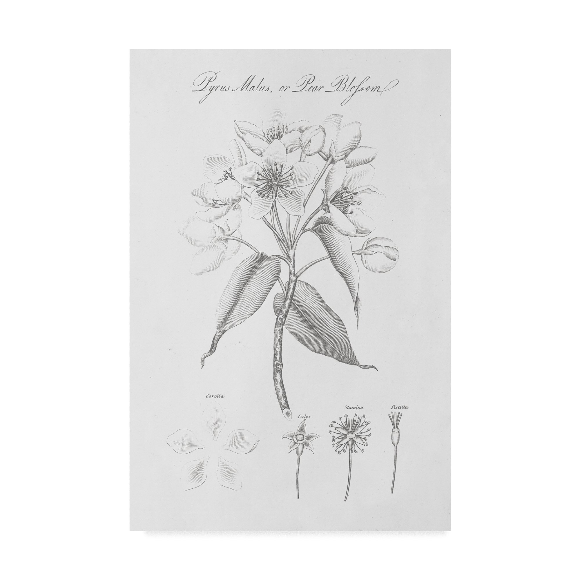 Trademark Fine Art Wild Apple Portfolio Fine Art, Multicolor