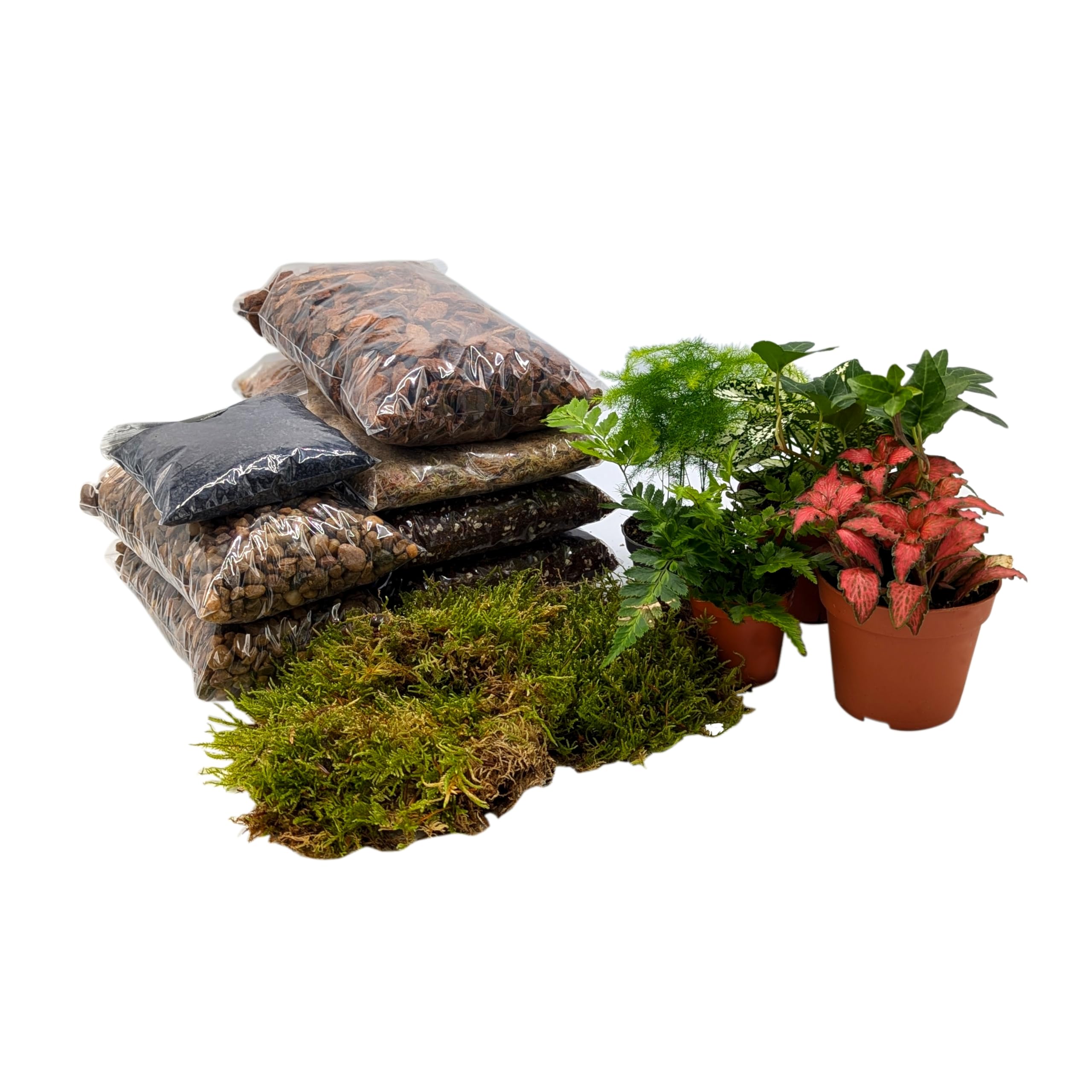 DIY Xtra Large Closed Terrarium Starter Kit • With 5 Humidity Loving Plants Included