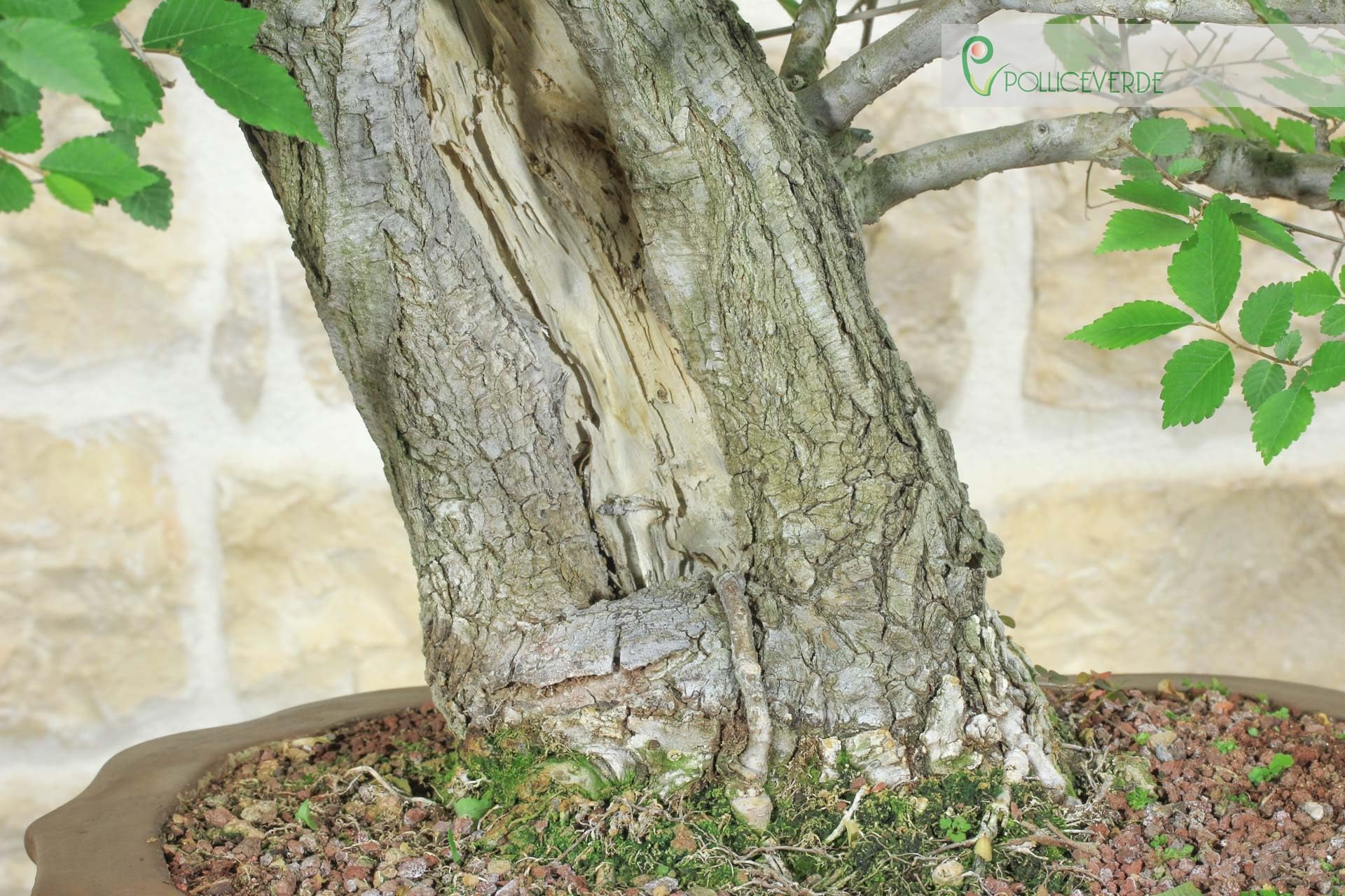 Bonsai di Olmo Campestre (54)