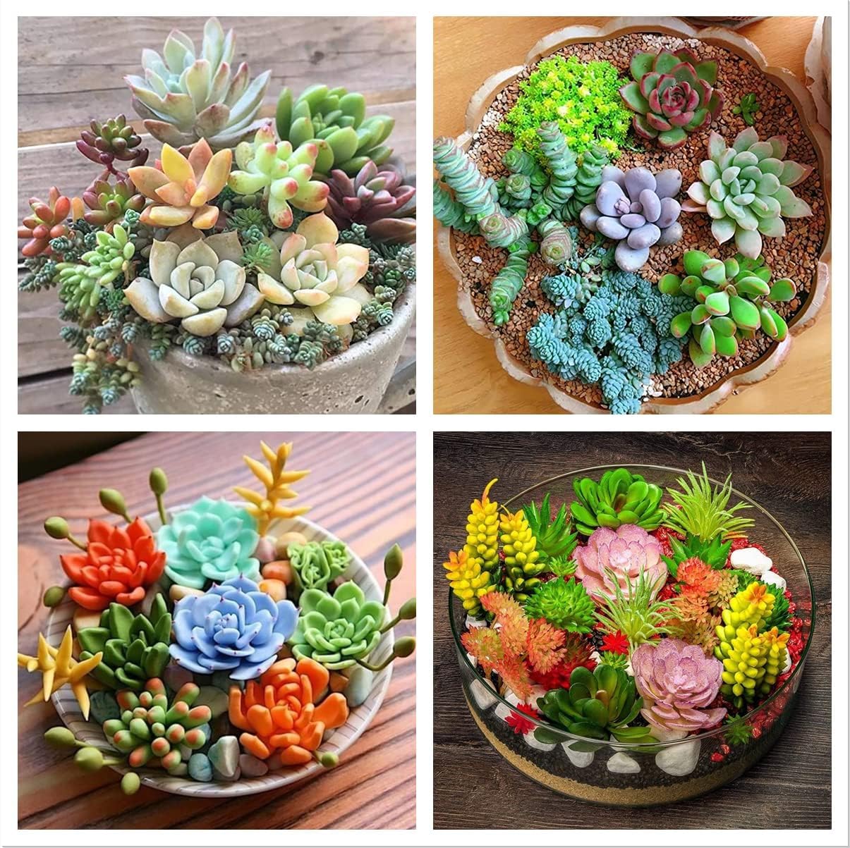 50 Seeds Pcs- Rare Beautiful Mixed Succulents Seeds for Planting, DIY Ornamental Plant Seeds - Grow Indoor/Outdoor Both (B0CCZ8DXLR) Amazon Price History, Amazon Price Tracker