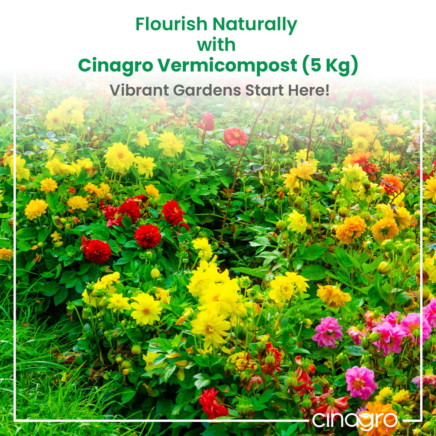 Cinagro Vermicompost 5 Kg, 100% Organic Fertilizer Manure for All Plants