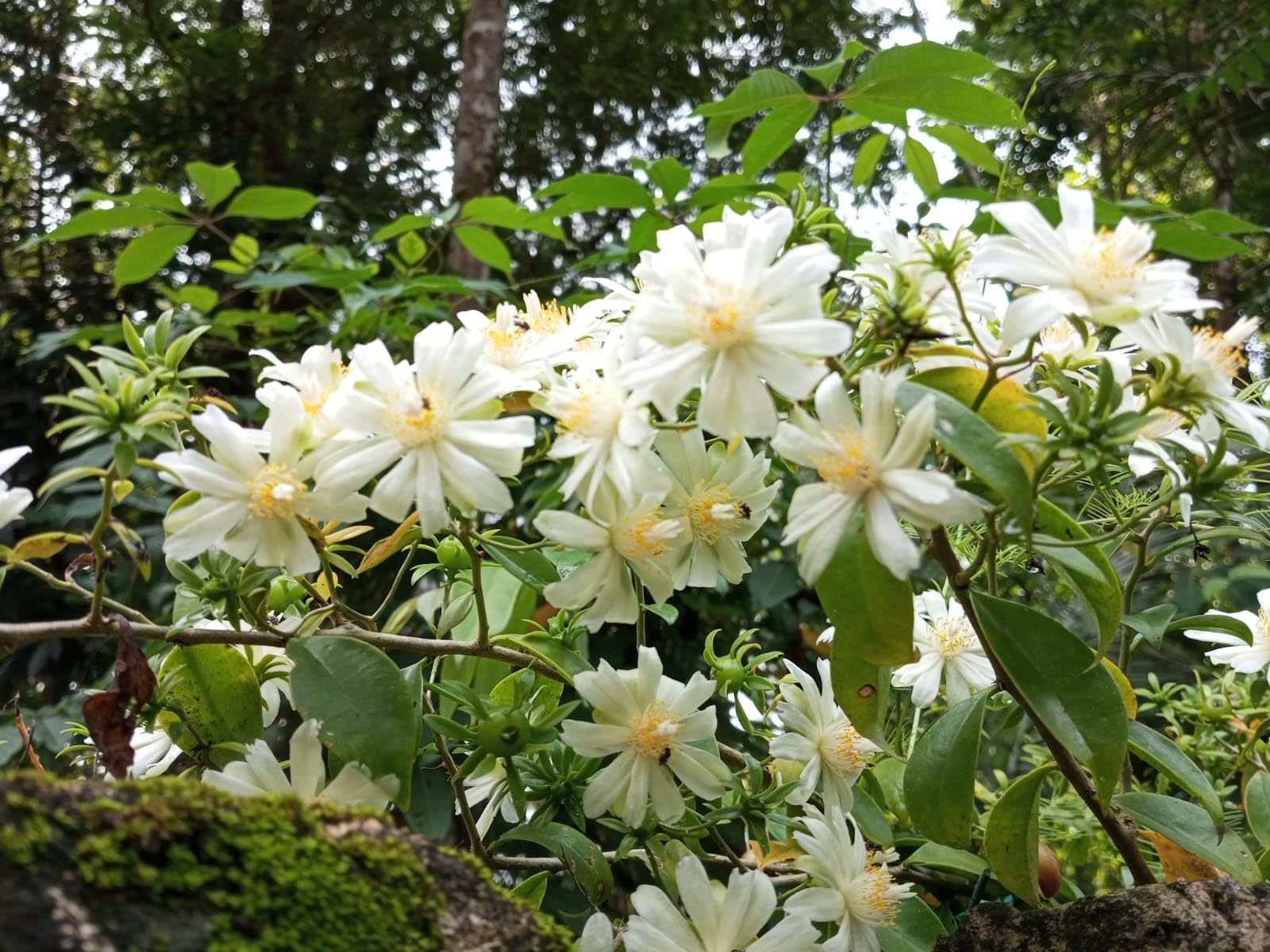 Lemon Wine Live Rooted Plant || Barbados Gooseberry Leaf Cactus || Easy to Grow Healthy Plants for Sale from Kochechi Garden-image-18