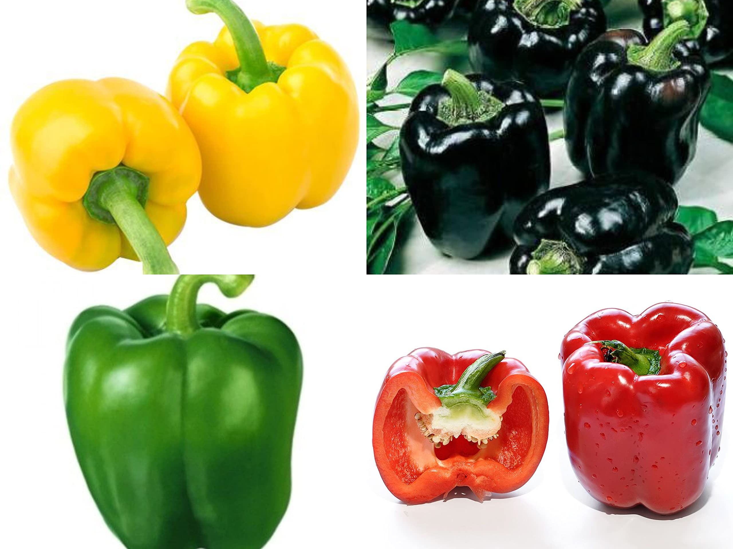 Seeds Ville Organic Bell Pepper Capsicum Hybrid Seeds- Combo Pack - 20X4 - 80 Seeds Eco Pack - Red, Black, Yellow, Green (B09SKZHJN9) Amazon Price History, Amazon Price Tracker