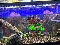 Review Image by Ernest Ballard Ernest Ballard