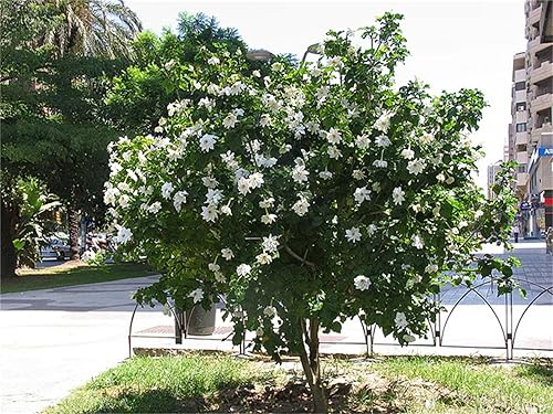 Miniatura 3 de Semillas de árbol de plantas raras Gardenia Thunbergia 100 semillas – Fragante plantas de árbol de hoja perenne silvestre / seto de arbustos