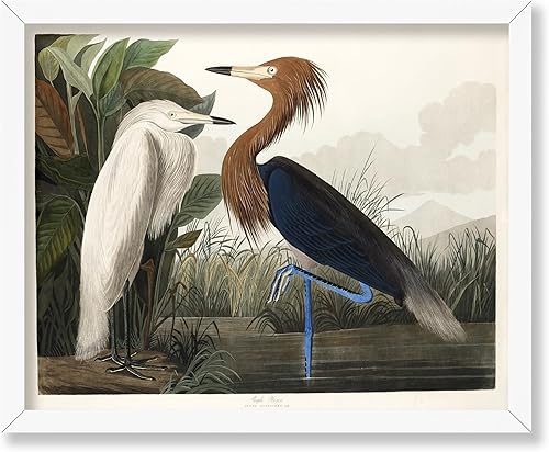 Miniatura 125 de Poster Master Póster vintage de colibríes, impresión de formas de arte retro en la naturaleza, arte de pájaros, regalo para él, ella y amante de los