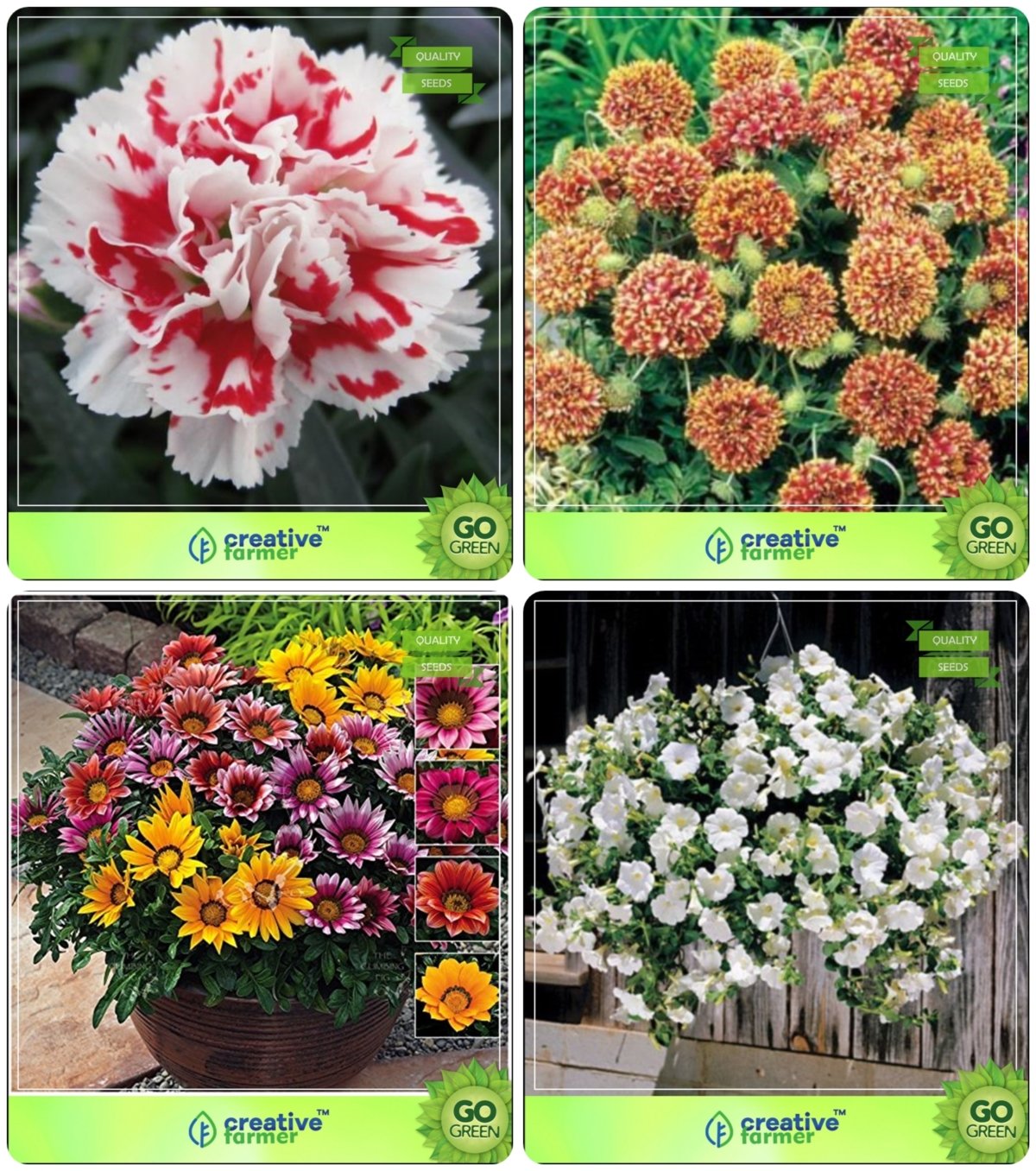 Creative Farmer Flower Seeds Flower Seeds Packets Combo Dianthus