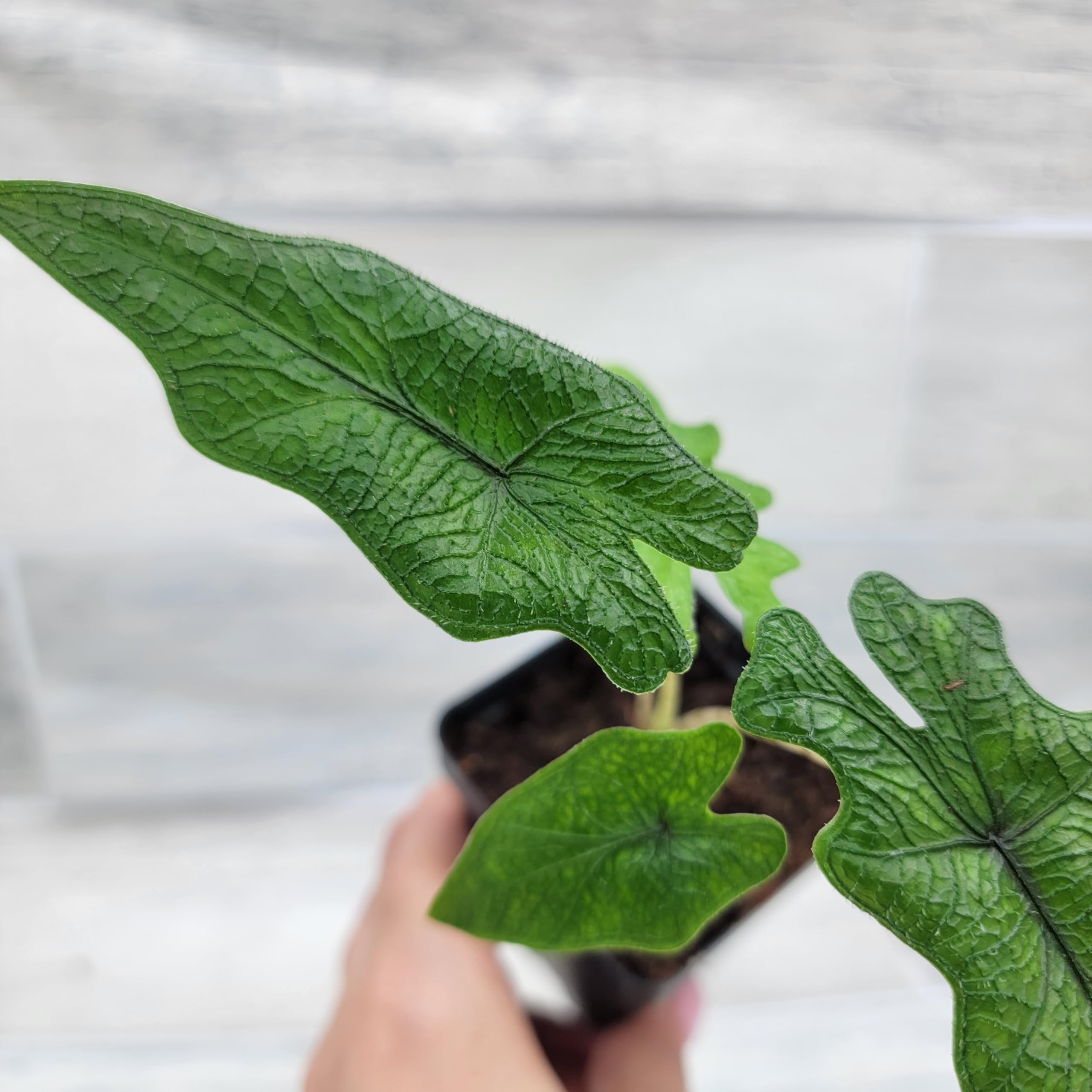 arabian jasmine sambac plant Jasminum sambac 'Grand Duke' (Grand Duke Arabian Jasmine) main image 0