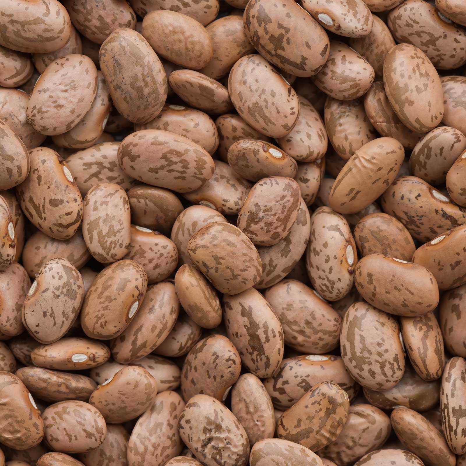 Mountain Valley Pinto Bean Seeds