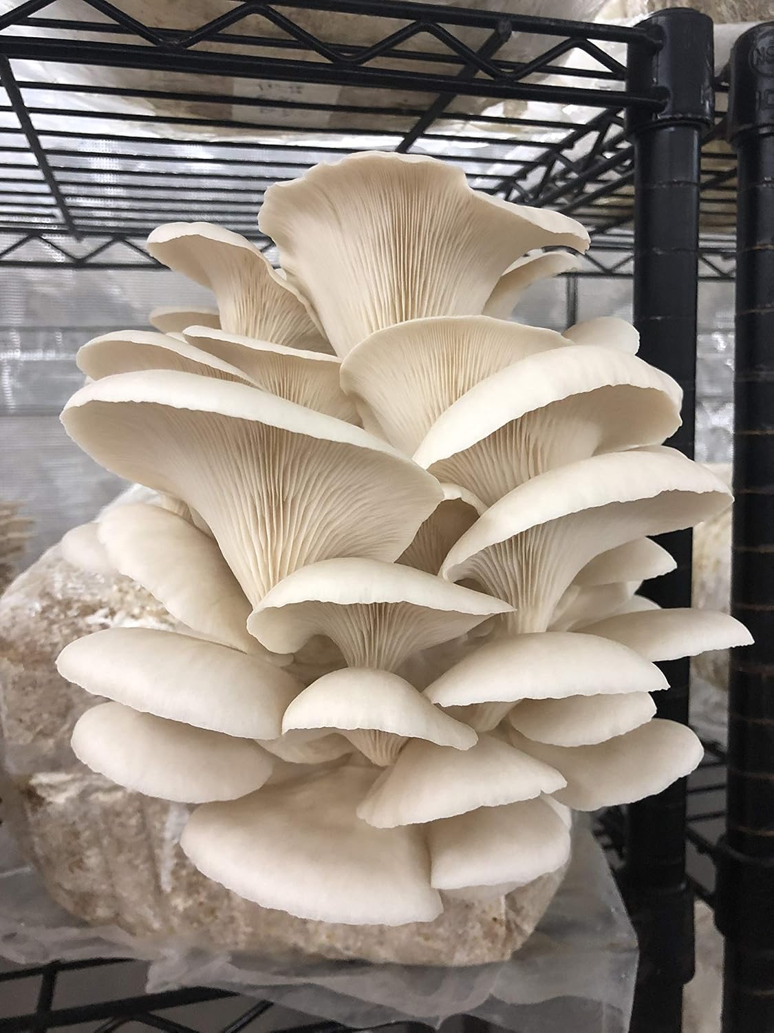 Unicorn Bag 3T for Mushroom Growers - 100 Count