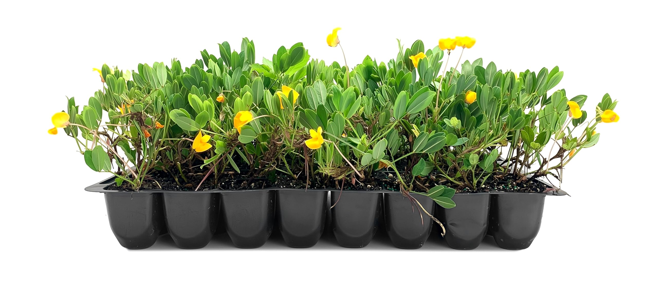 EcoTurf Perennial Peanut Grass 10 Plants