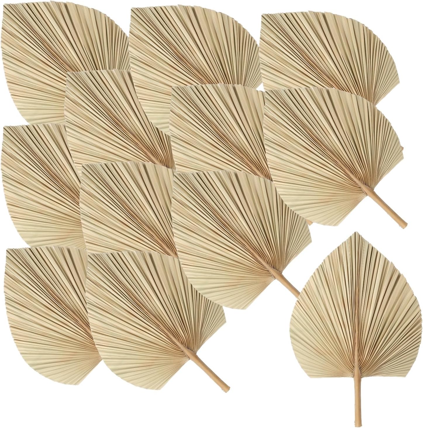 12 PCS Natural Dried Palm Leaves, 16.5 x 12 in Large Rustic Palm Leaf Decor for Wedding Arches Centerpieces Wall Vase Decoration, Bohemian and Neutral Home Decor Accents