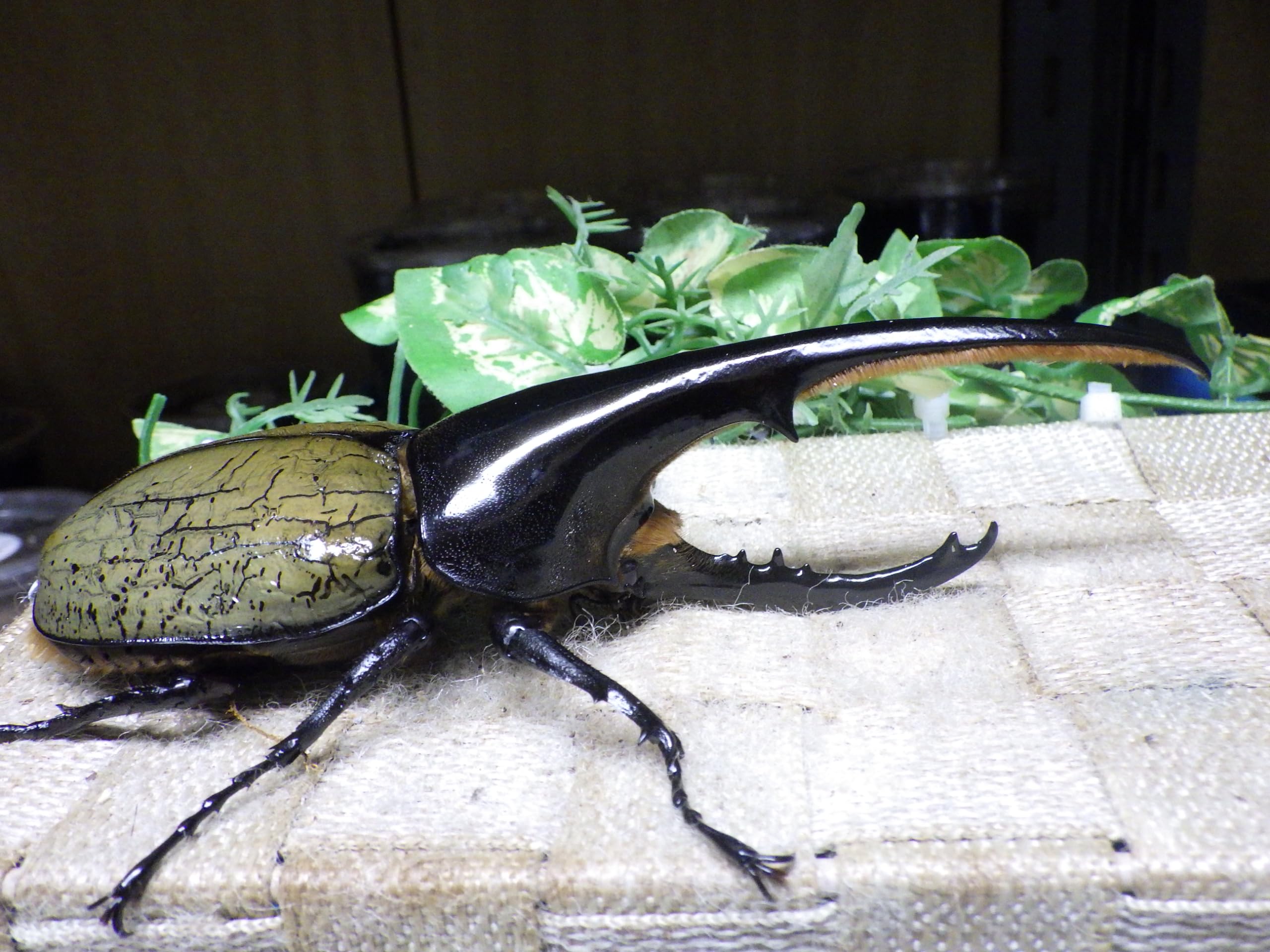 ヘラクレス chaser1106 (@chaser1106_SDU) / Posts / X