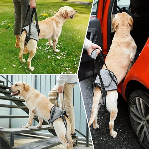 Miniatura 7 de Arnés de elevación para perros, para perros pequeños, medianos y grandes, arnés de apoyo para patas traseras, arnés acolchado suave ajustable para