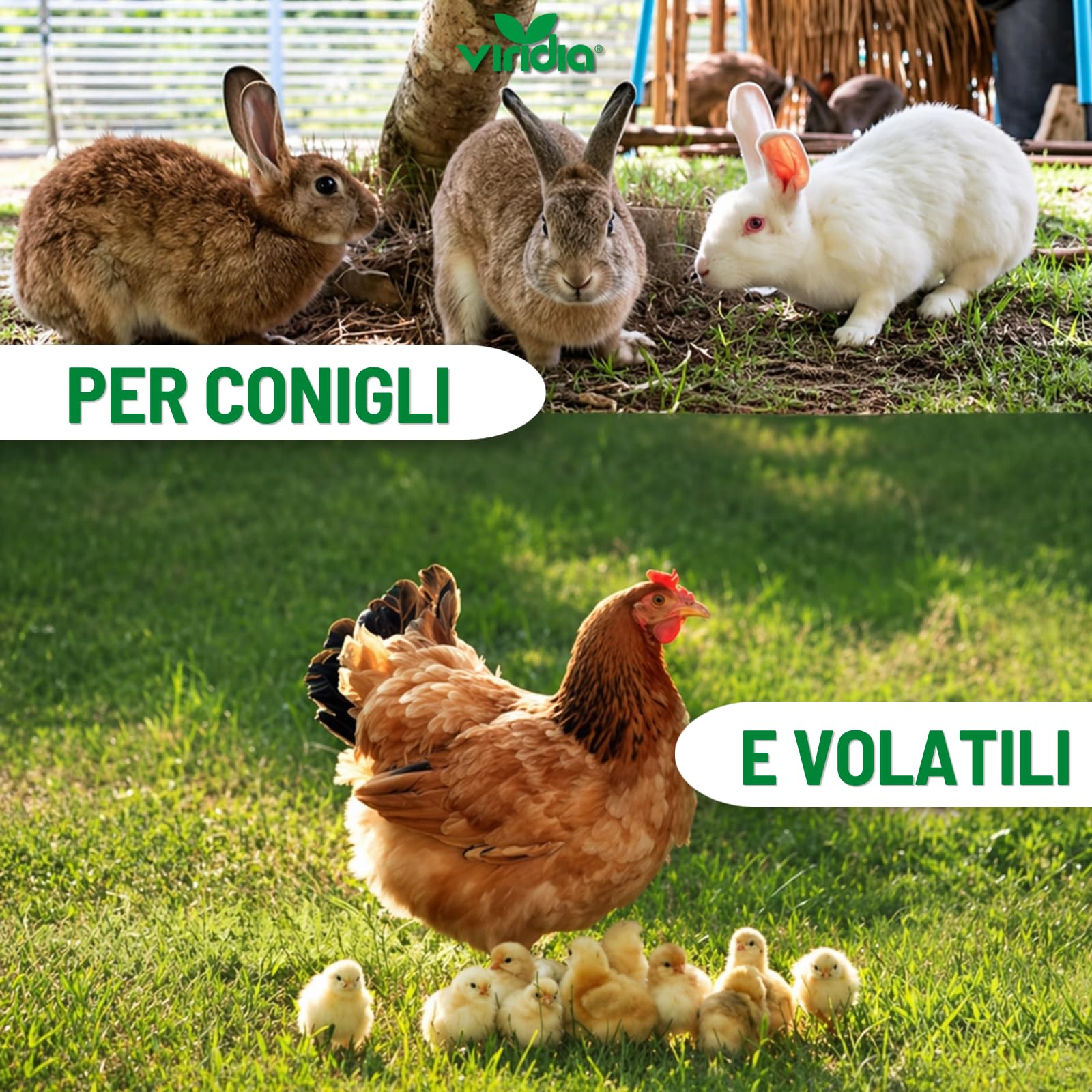 viridia Coccidion Tabs g 10 – Mangime Complementare in Compresse Effervescenti per Volatili e Conigli – con Vitamina C e Vitamine del Gruppo B