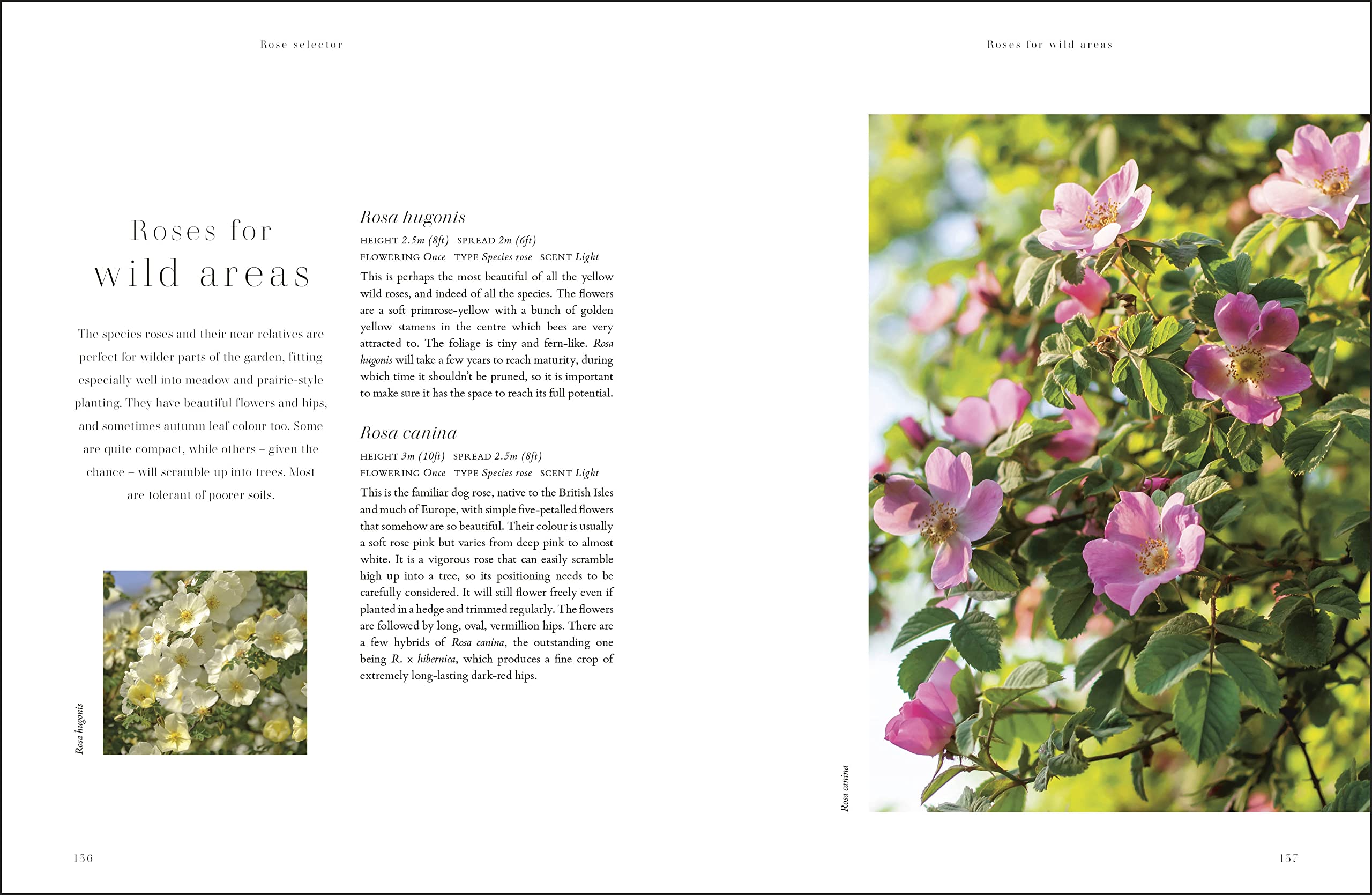 RHS Roses: An Inspirational Guide to Choosing and Growing the Best Roses
