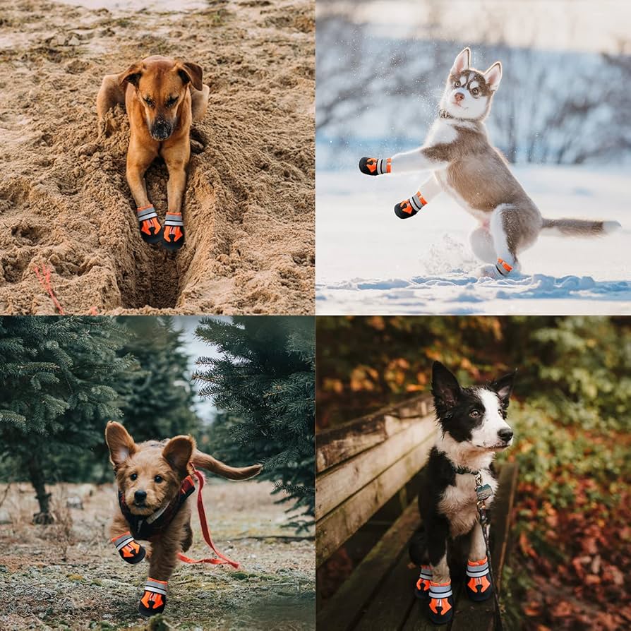 Should Dogs Wear Shoes? lupon.gov.ph