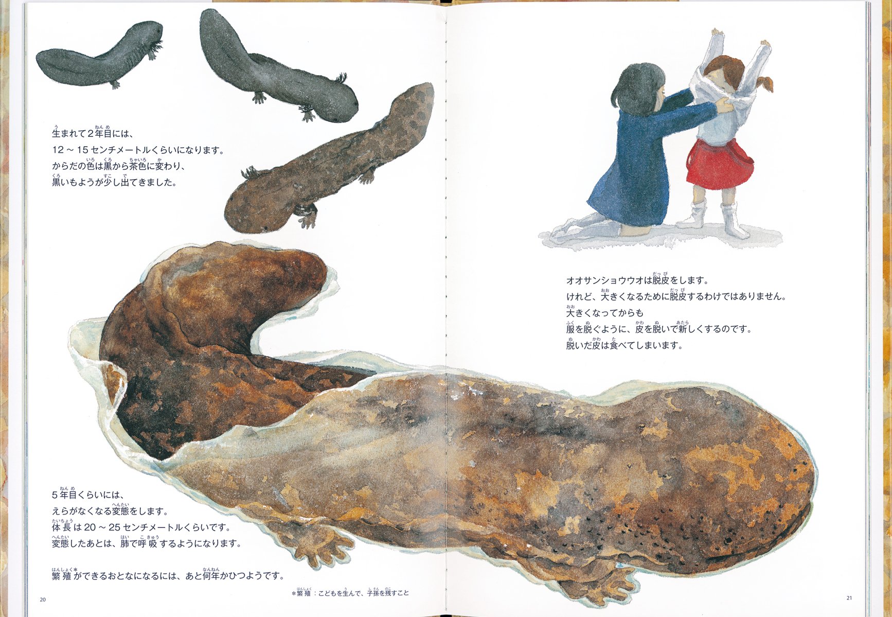 オオサンショウウオ みつけたよ 福音館の科学シリーズ にしかわ かんと あおき あさみ 本 通販 Amazon