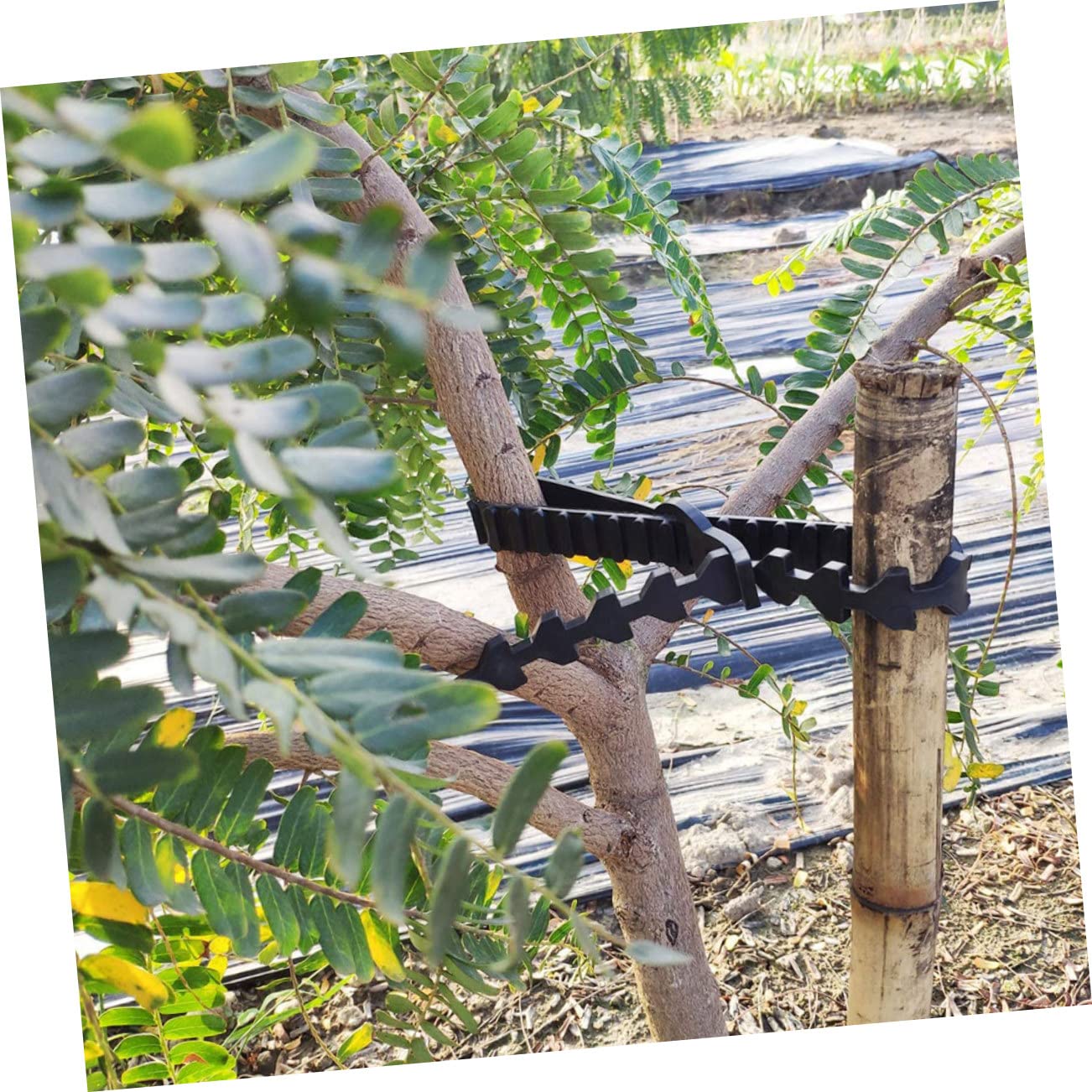 Gatuida Verstellbare Baumbindungsgürtel zum Fixieren und Trainieren 10 Stück aus Gummi Langlebige Baumpfahl Stützbänder für Pflanzen und Bäume von Jungpflanzen im Garten