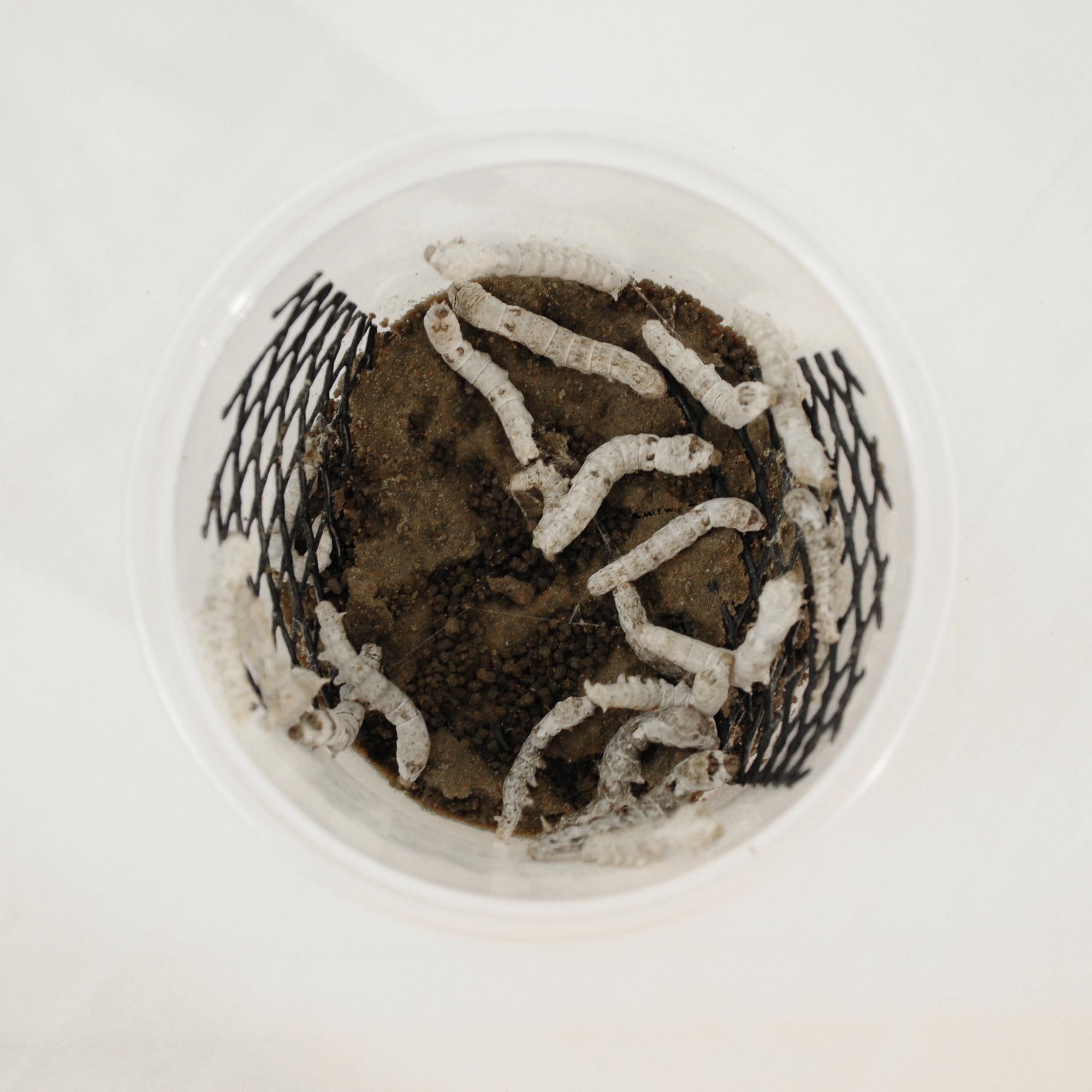 Symton Silkworms (20 Count)