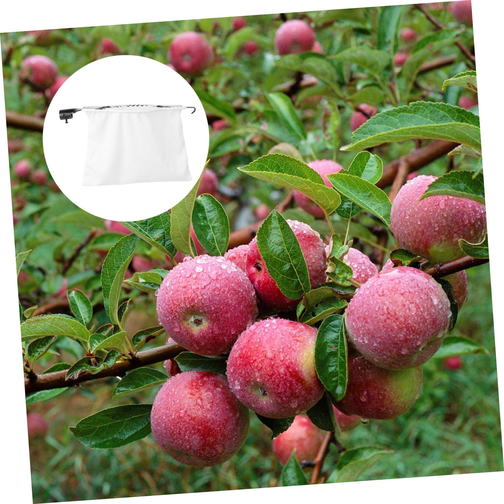 INOOMP 1pezzi Raccoglifrutta da Giardino Attrezzo per Raccogliere la Frutta Cesto per Frutta Portatile senza Danni ai Rami Facile da Usare per Frutteti