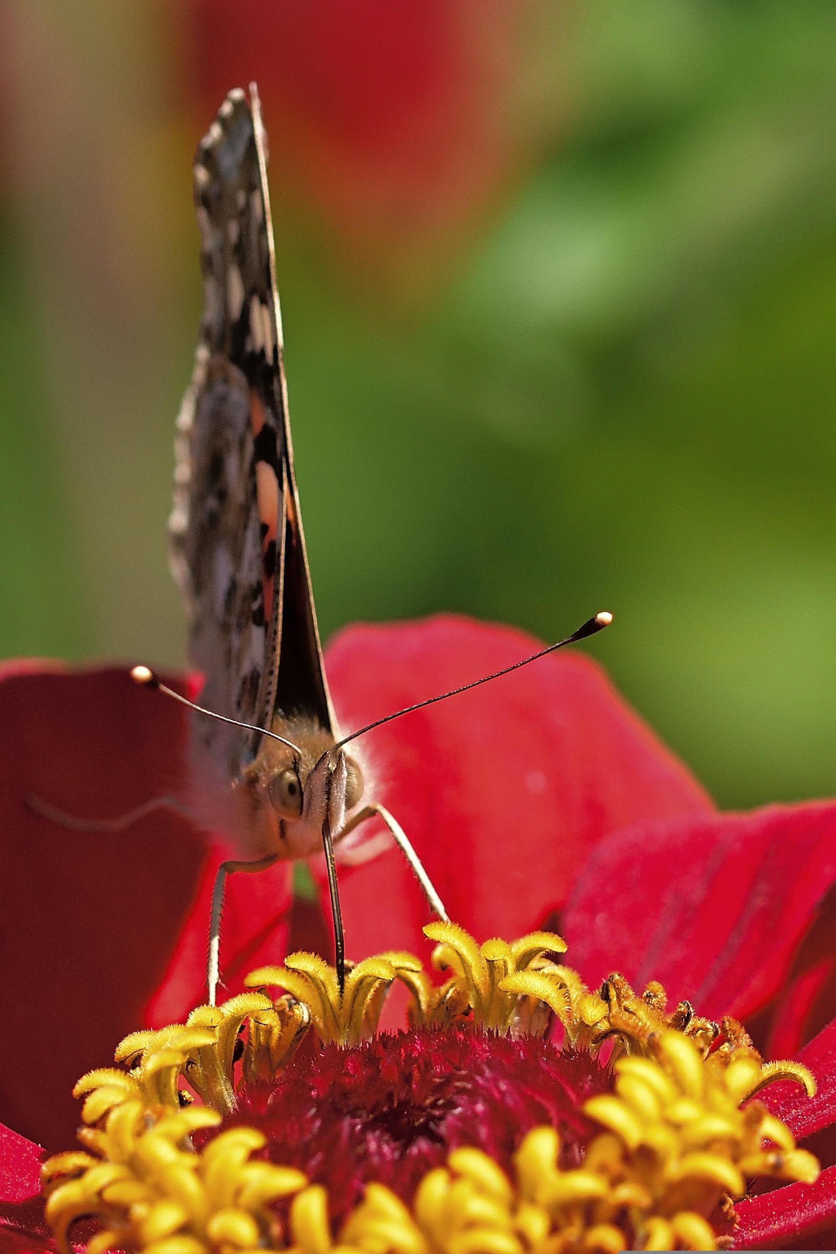 Zinnie (Zinnia elegans) ´Riesen-Mischung´ Samen. Schmetterlings Magnet (20000 Samen = 108,0g)