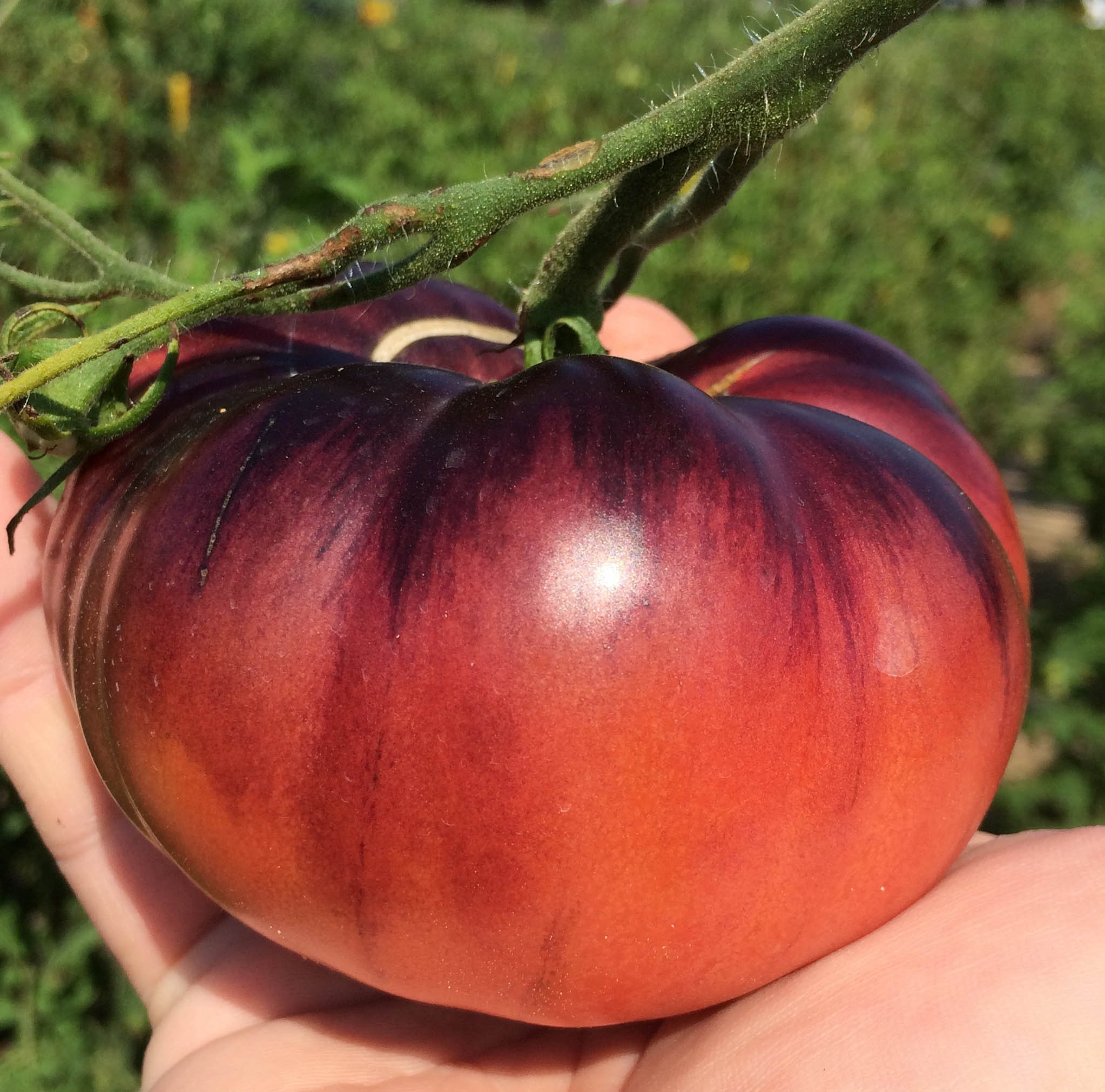 Indigo Apple Dark Purple Beefsteak Heirloom Tomato Premium Seeds for Planting Packet
