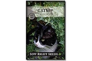 Sow Right Seeds - Catnip Seed for Planting: Grow & Gift Happiness to Cats, Effortlessly!