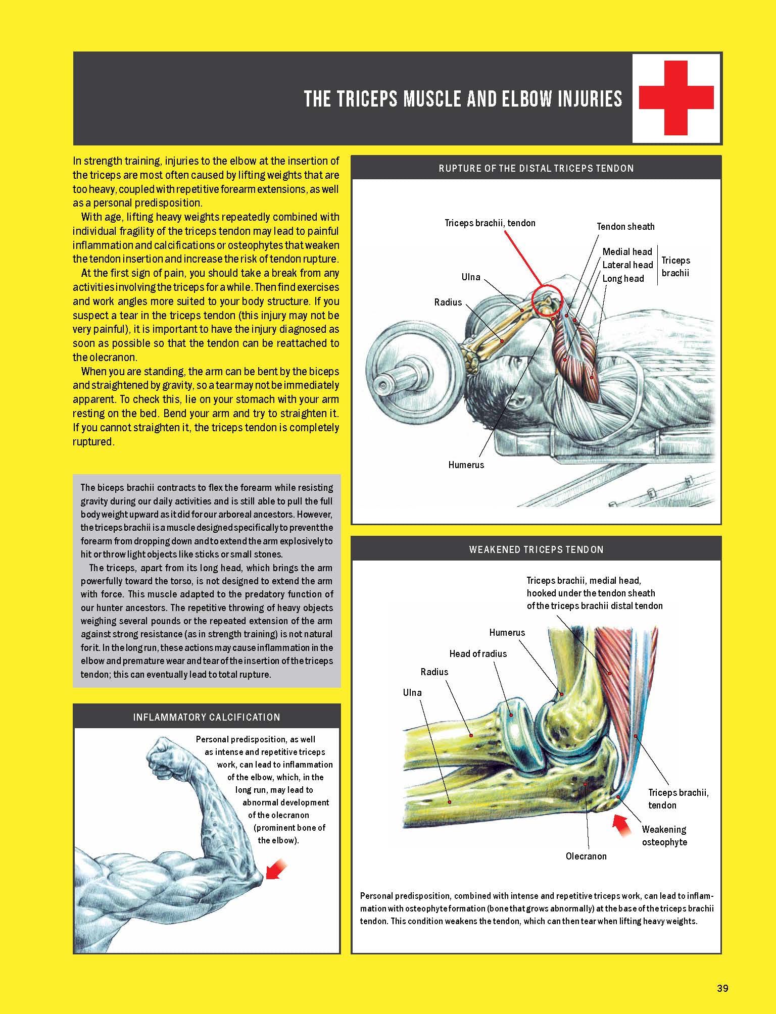 Strength Training Anatomy