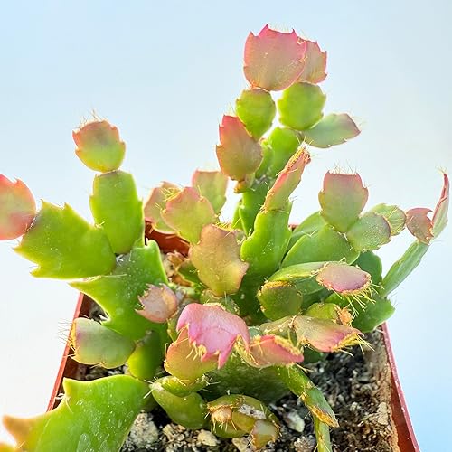 Miniatura 2 de Plantas suculentas vivas, variedades variadas en dos tamaños de maceta, plantas de fácil cuidado para interiores y exteriores, GNEM (Schlumbergera