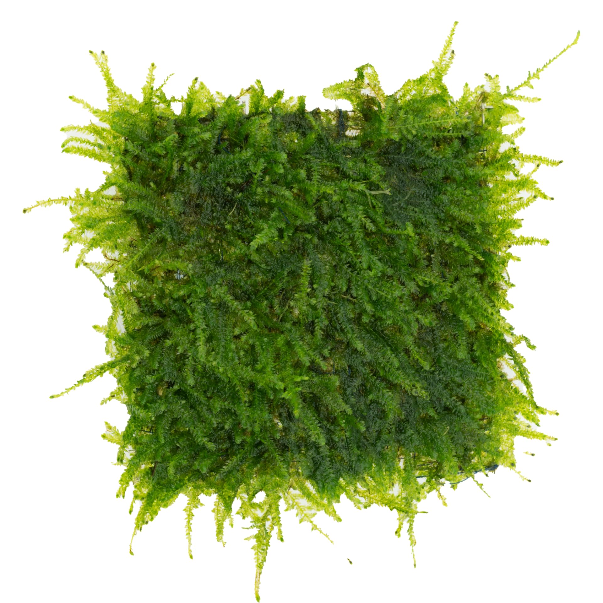 AquaBreedingSkill Taiwan Moos auf Edelstahlgitter 8×8 cm – Taxiphyllum sp. lebendes Aquarium Moos – Fertige Moosmatte für Aquascaping, Garnelen und Nano Aquarium