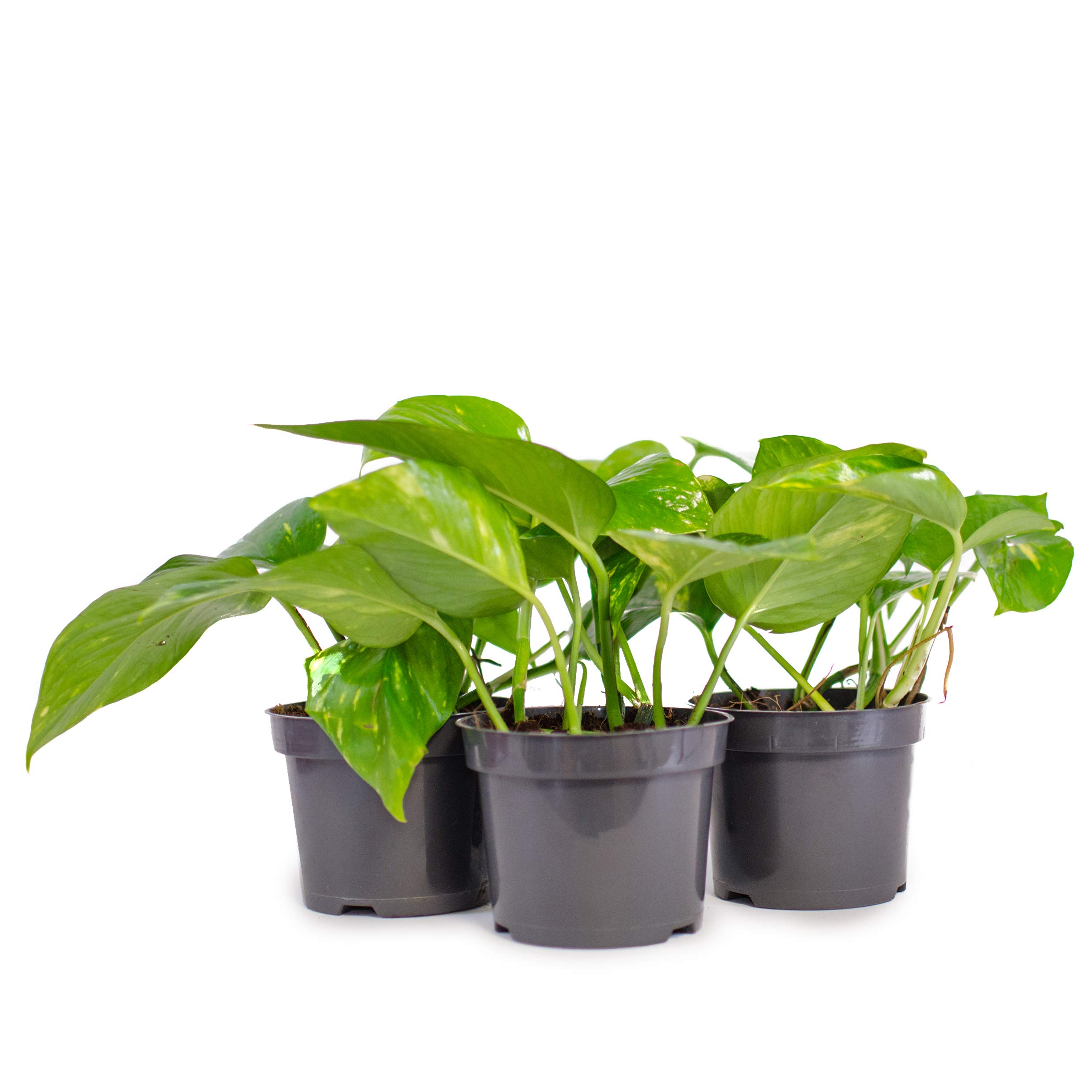 fensterblatt hängend Kaufen Sie jetzt Zimmerpflanze Fensterblatt Monstera 'Monkey Leaf' inkl.  Hängetopf main image 1