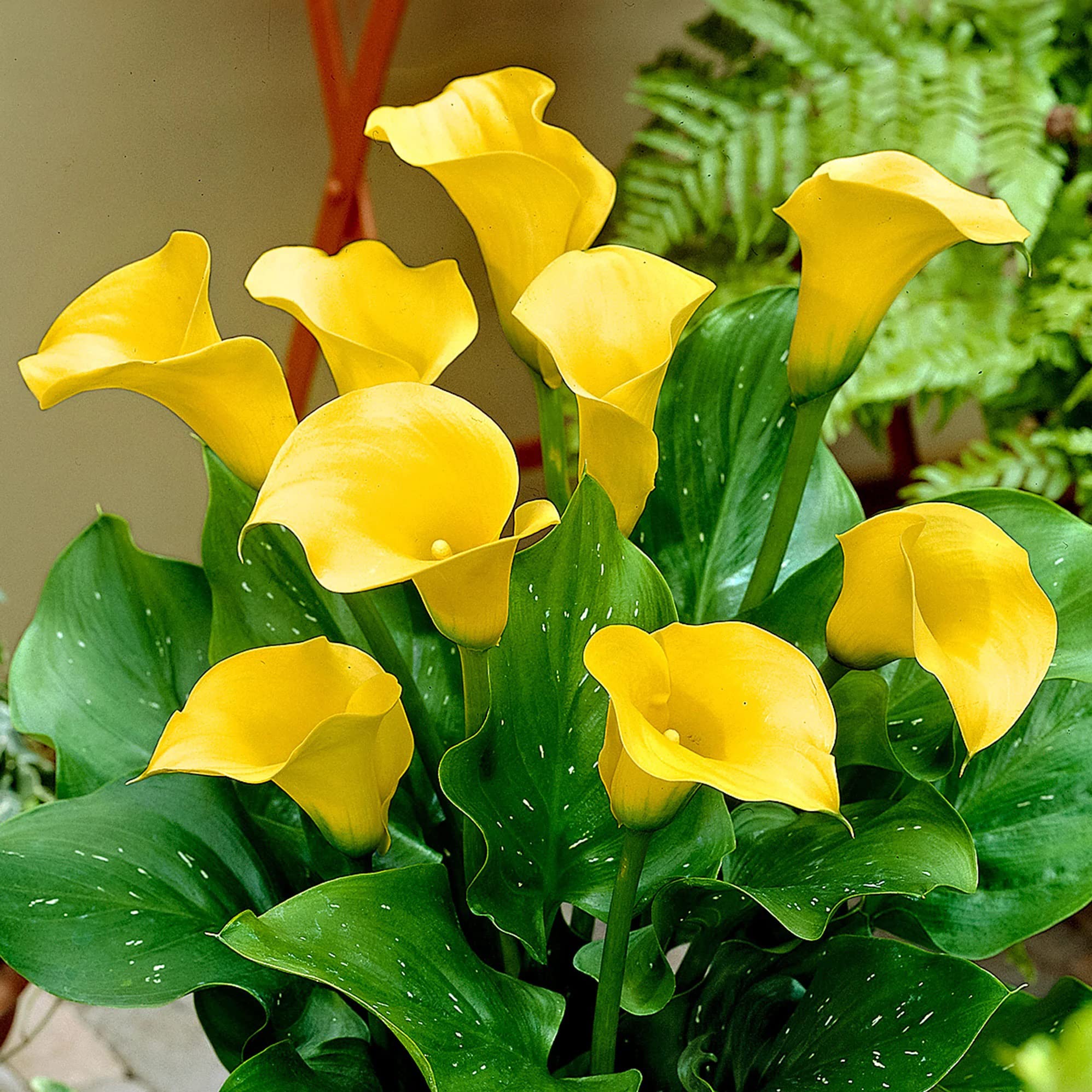 Amazon.com : Votaniki Yellow Gold Calla Lily Bulbs