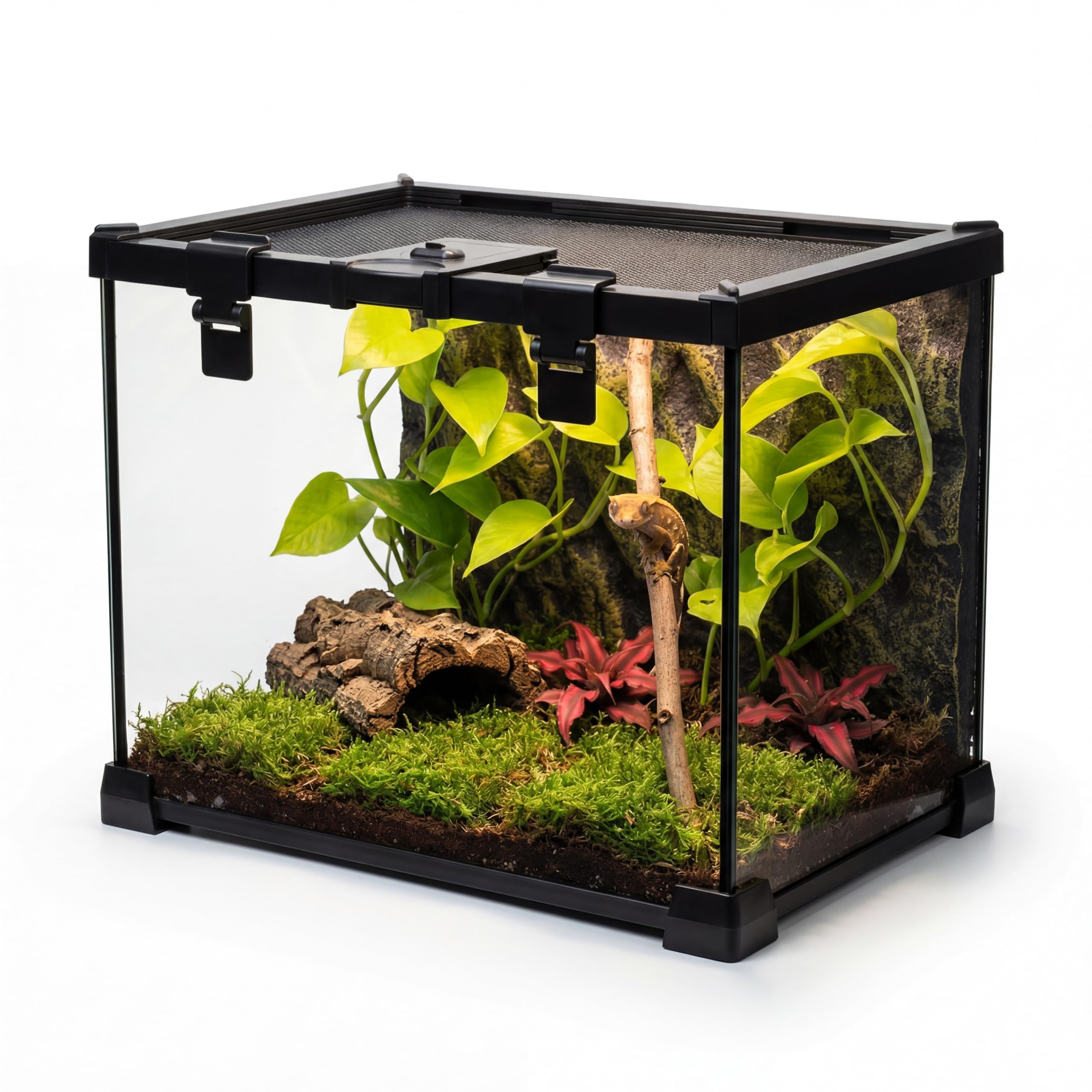 Mini terrario de vidrio para reptiles, vivero, tanque de visión completa, jaula de hábitat de vidrio para anfibios con ranura de alimentación y hebilla de bloqueo de caja (50.8 cm de