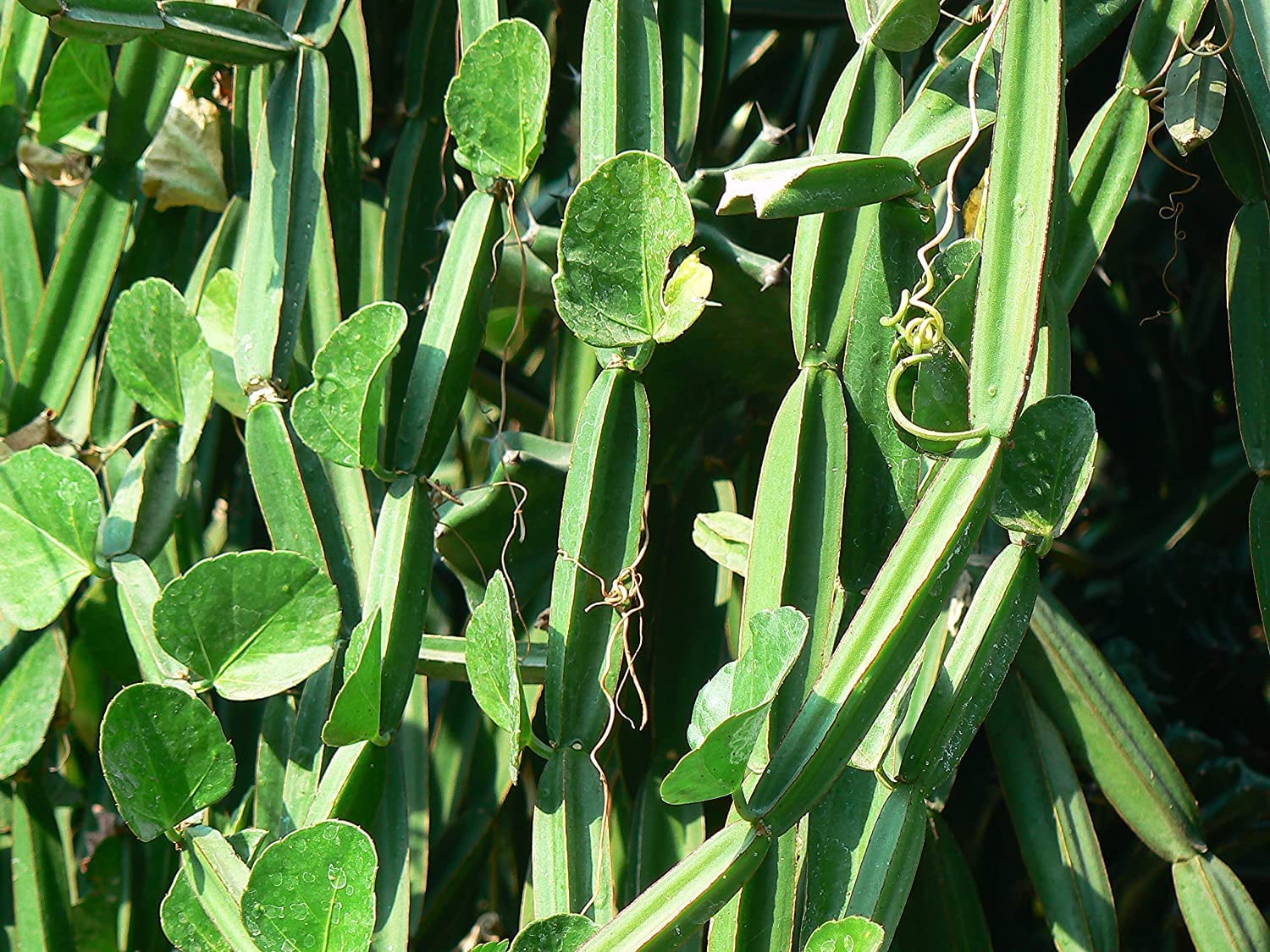 See full amazon price history chart for Nursery Live Rare Asthi Samhara Medicinal Herb Plant (Cissus quadrangularis, Changalamparanda) Exotic 1 Live Medicinal Plant Nursery Live Rare Asthi Samhara Medicinal Herb Plant (Cissus quadrangularis, Changalamparanda) Exotic 1 Live Medicinal Plant (B09LS3TJZX) Amazon Price History, Amazon Price Tracker